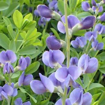 Baptisia : 7 idées d’associations réussies