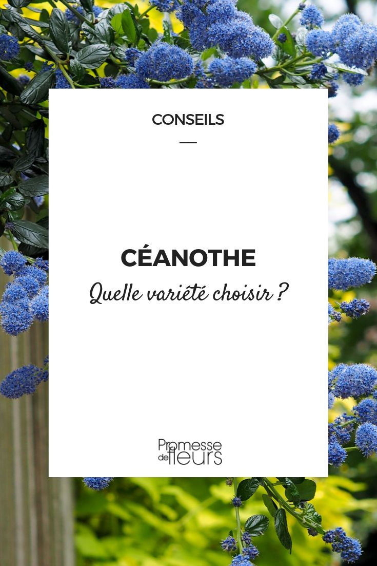 Céanothe : choisir la bonne variété