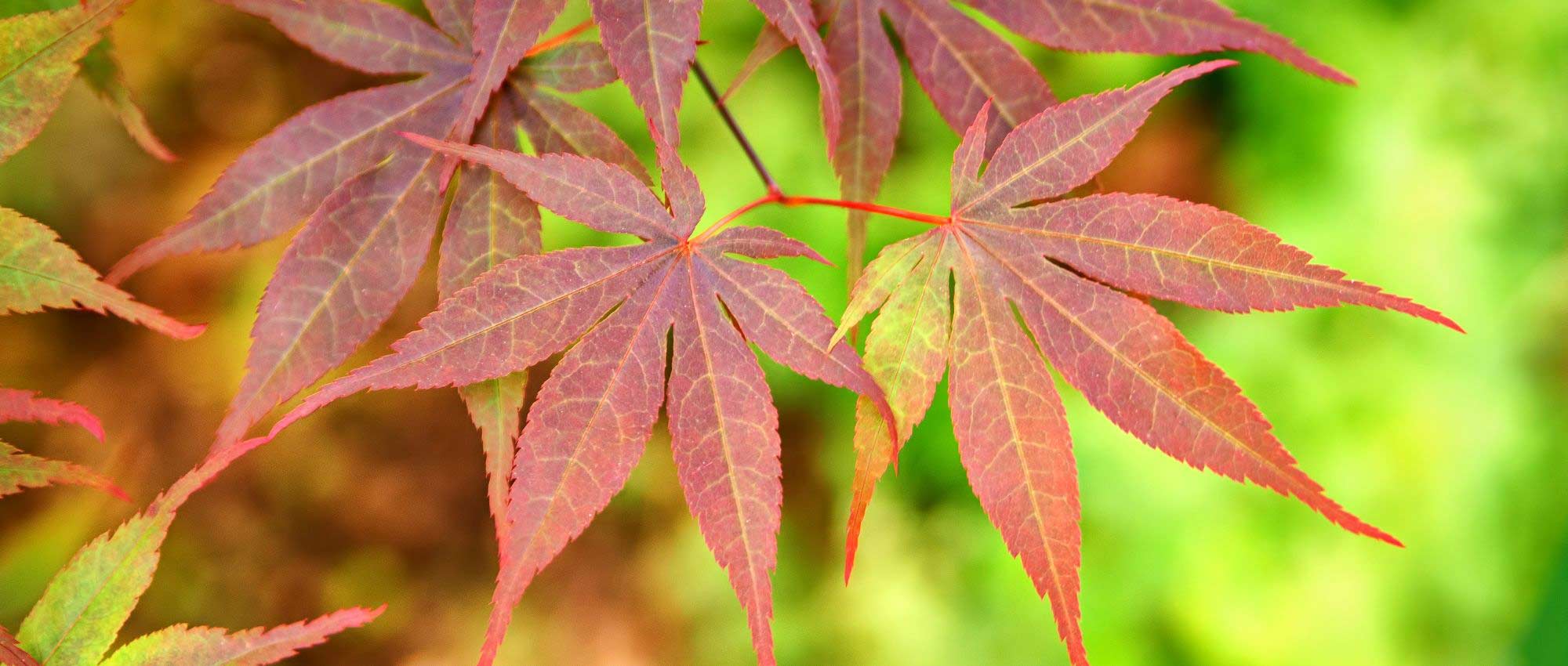 Erables du Japon nains : les meilleures variétés