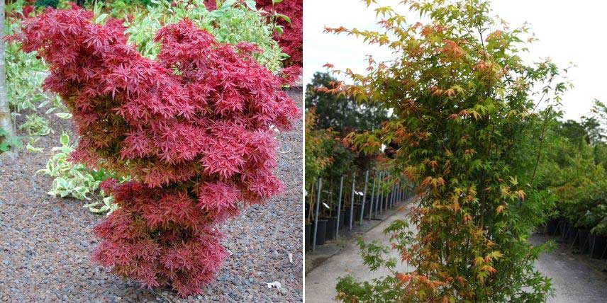 arbre pour petit jardin: érable du Japon à feuilles rouges  Arbres pour  petit jardin, Jardinière balcon, Erable du japon