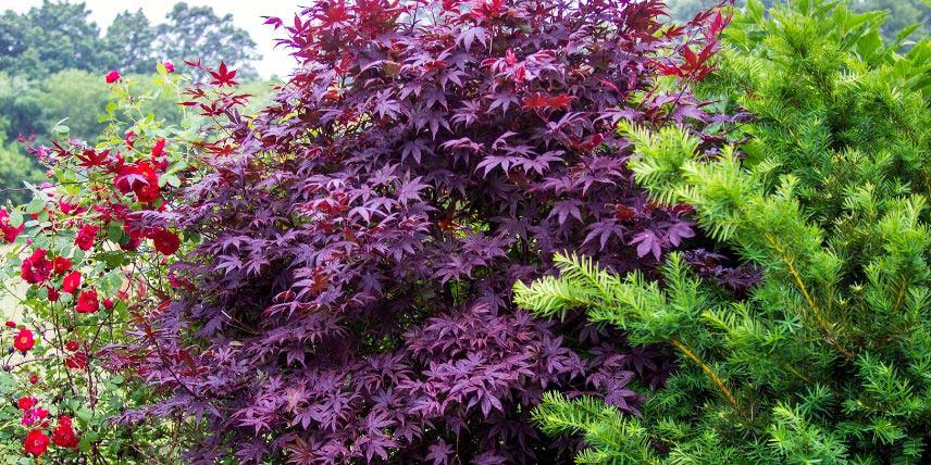 Le feuillage pourpré de l'Acer palmatum 'Bloodgood'