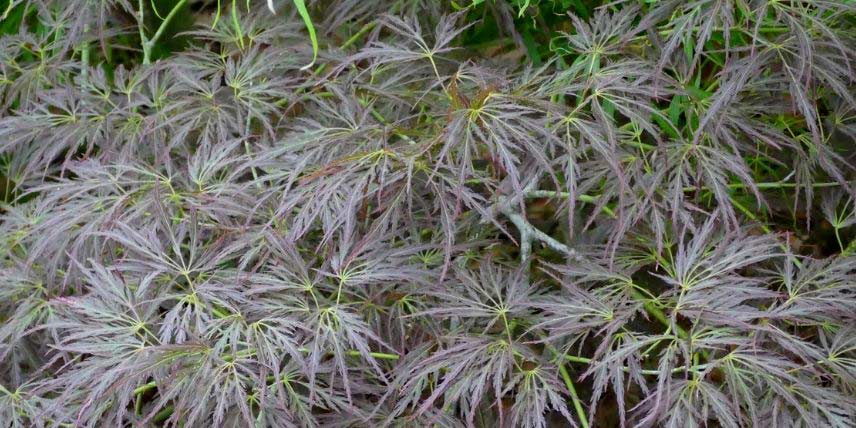 Le feuillage de l'érable japonais Acer palmatum 'Ornatum'