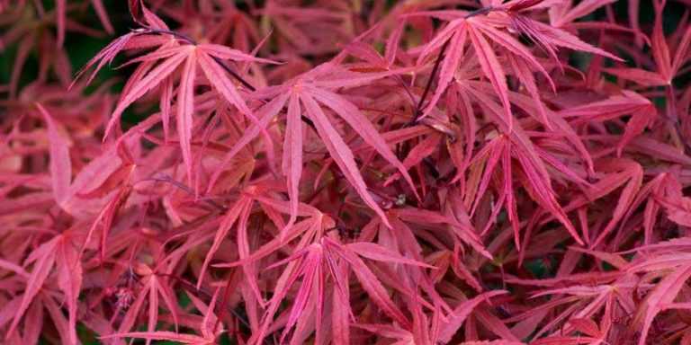 Erable Du Japon Nain Jardiland