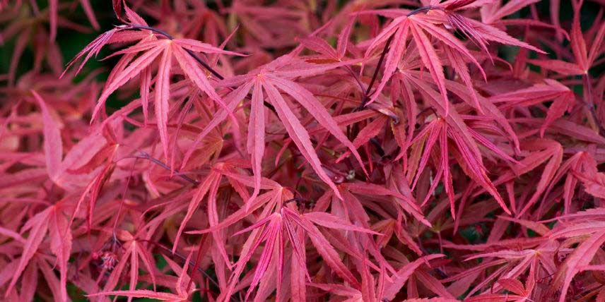 Les feuilles rouges de l'érable 'Red Pygmy'