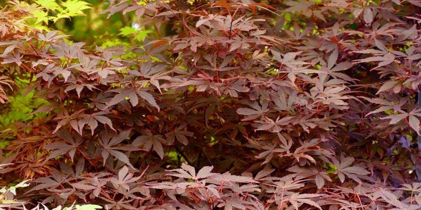 Les feuilles palmées de l'érable du Japon 'Skeeter's Broom'