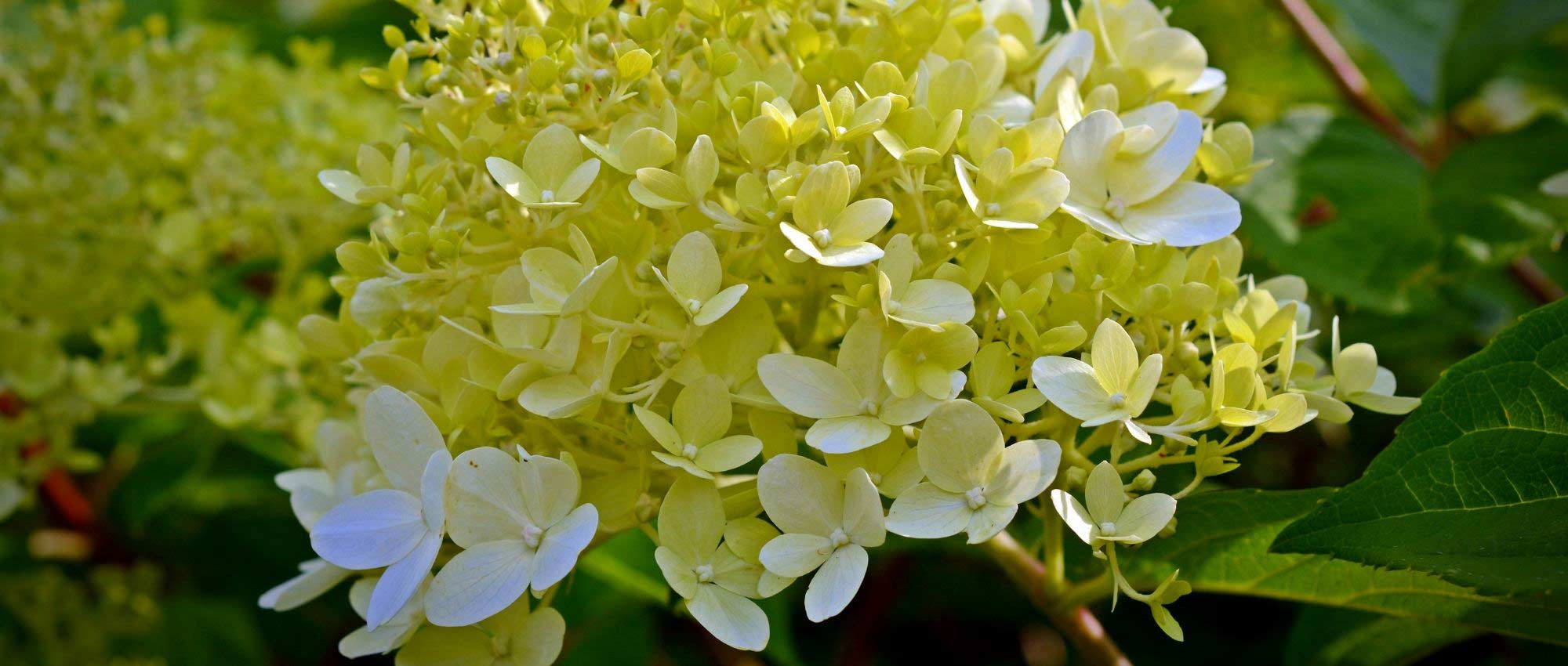 Hortensia en pot : plantation et entretien