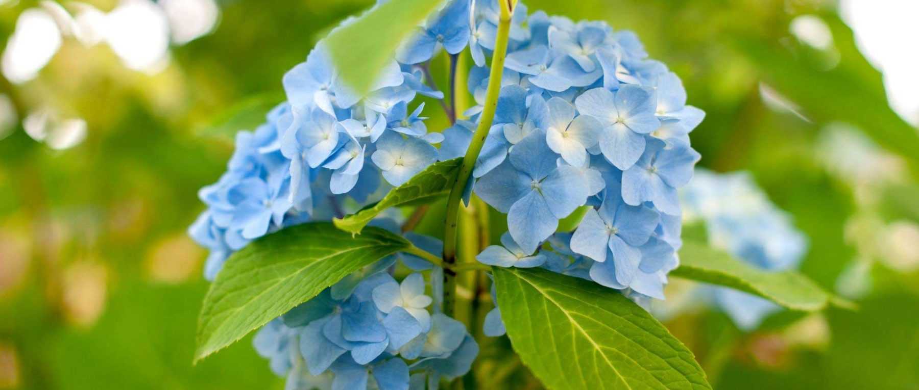 Hortensia : 7 idées pour l'associer