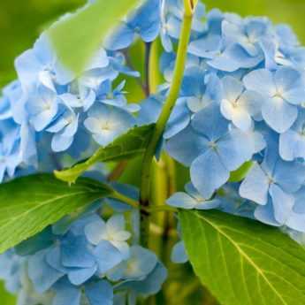 Hortensia : 7 idées pour l'associer