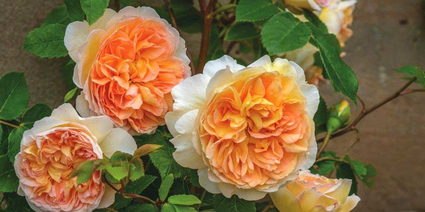 Les fleurs orangées du rosier 'Bathsheba'