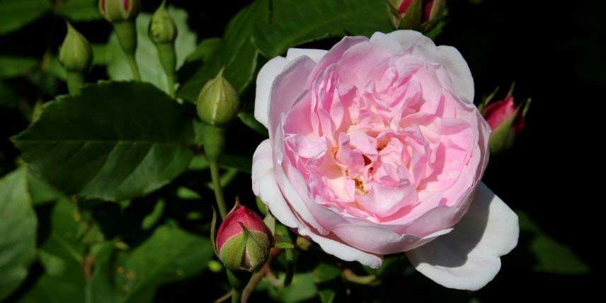 Le rosier 'Blush Noisette'