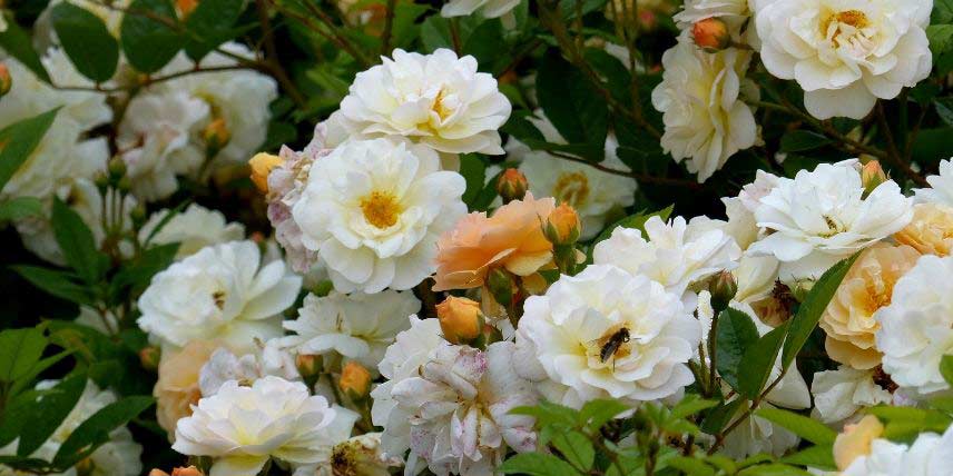 La floraison du rosier 'Ghislaine de Féligonde'