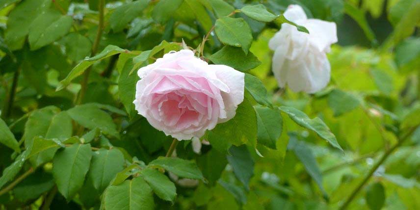 La floraison du rosier 'Madame Alfred Carrière'