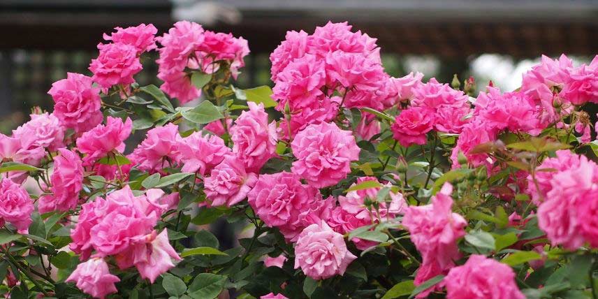 La floraison du rosier 'Zephirine Drouhin'