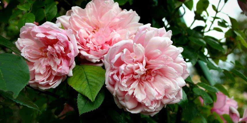 La floraison du rosier 'Albertine'