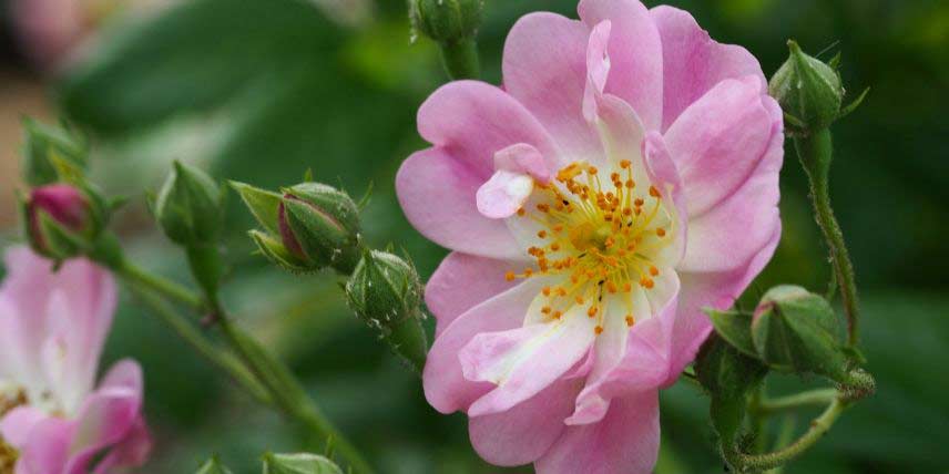 Le rosier 'Blush Rambler'