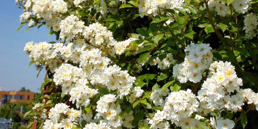 Les fleurs blanches du rosier 'Bobbie James'