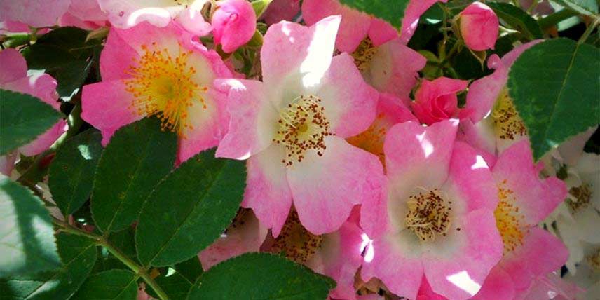 Le rosier 'Kew Rambler'