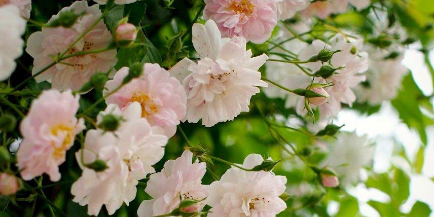 Les fleurs rose tendre du rosier 'Paul's Himalayan Musk'