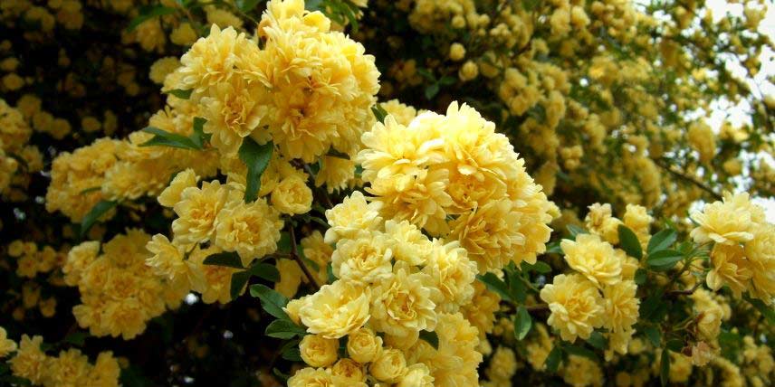 Les fleurs jaunes du Rosa banksiae 'Lutea'
