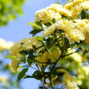 Rosiers lianes : les 10 meilleures variétés