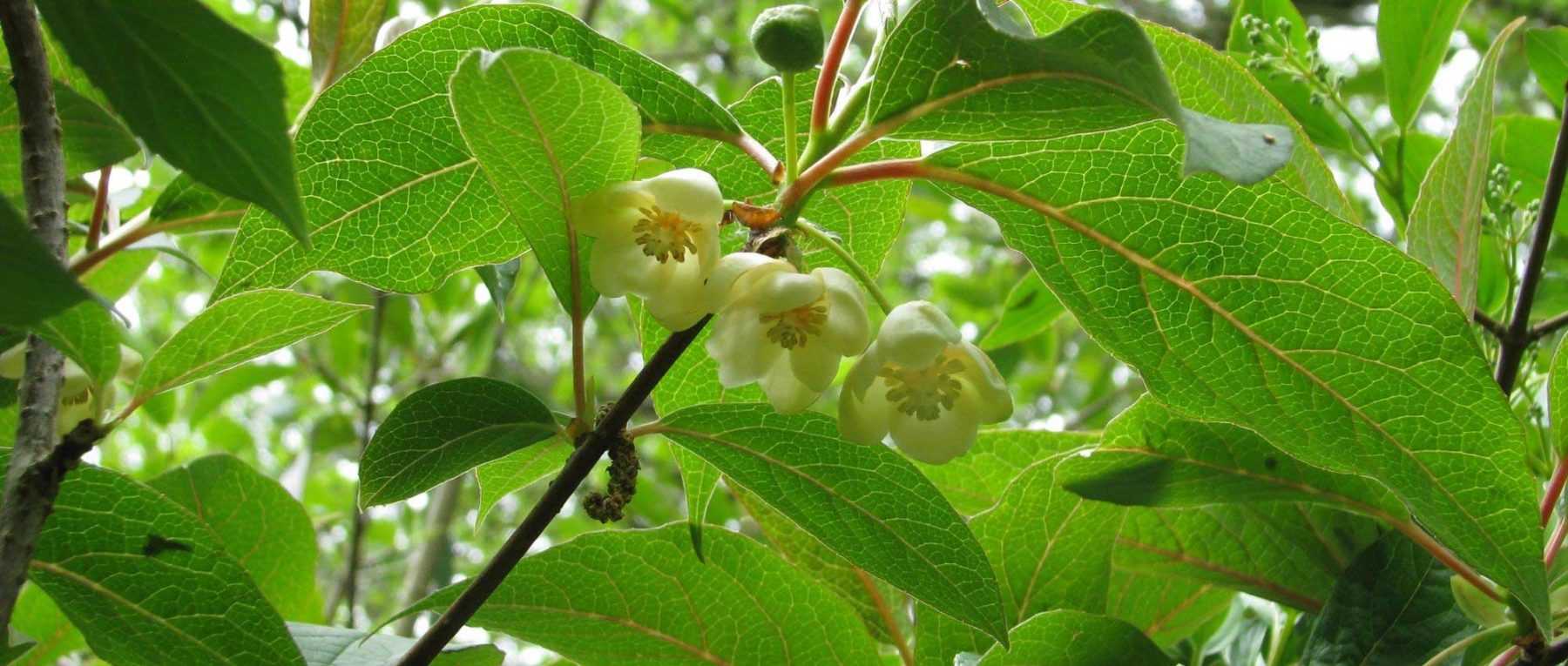 Accessoire pour plante - Pinces pour nettoyer les feuilles