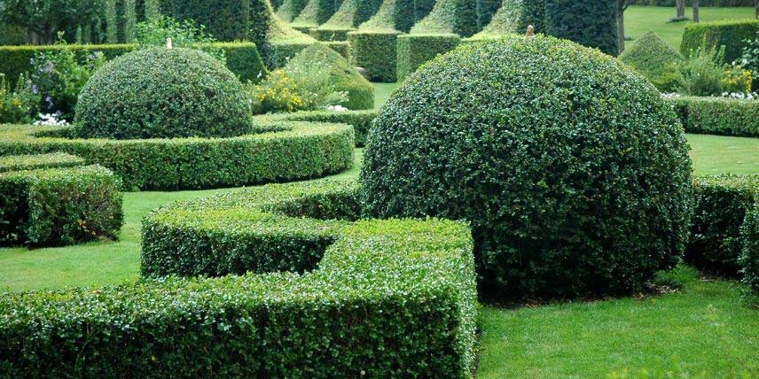 Topiaires en buis