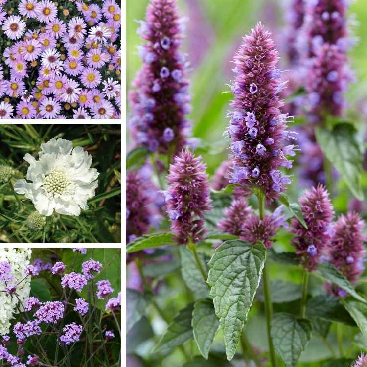 Agastache hybride Beelicious Purple