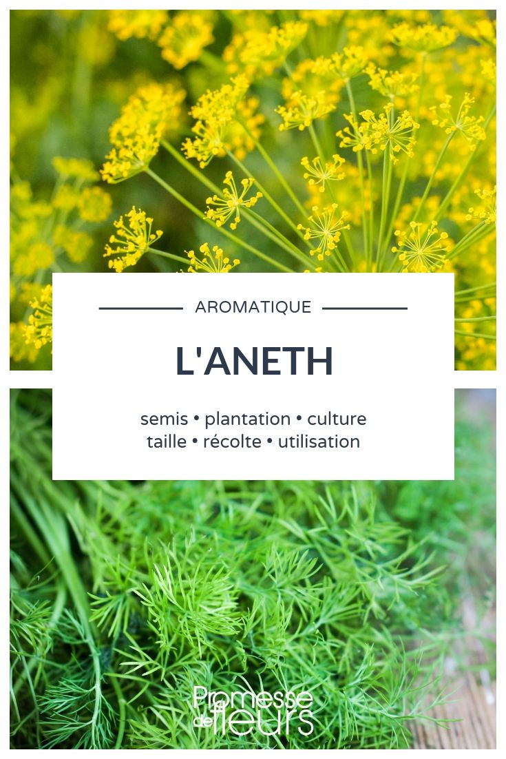 Aneth : semis, plantation, utilisation et bienfaits