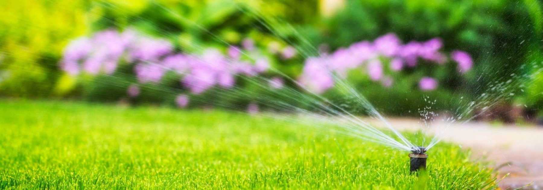 Arrosage avec des Oyas : 7 conseils pour vos plantations !