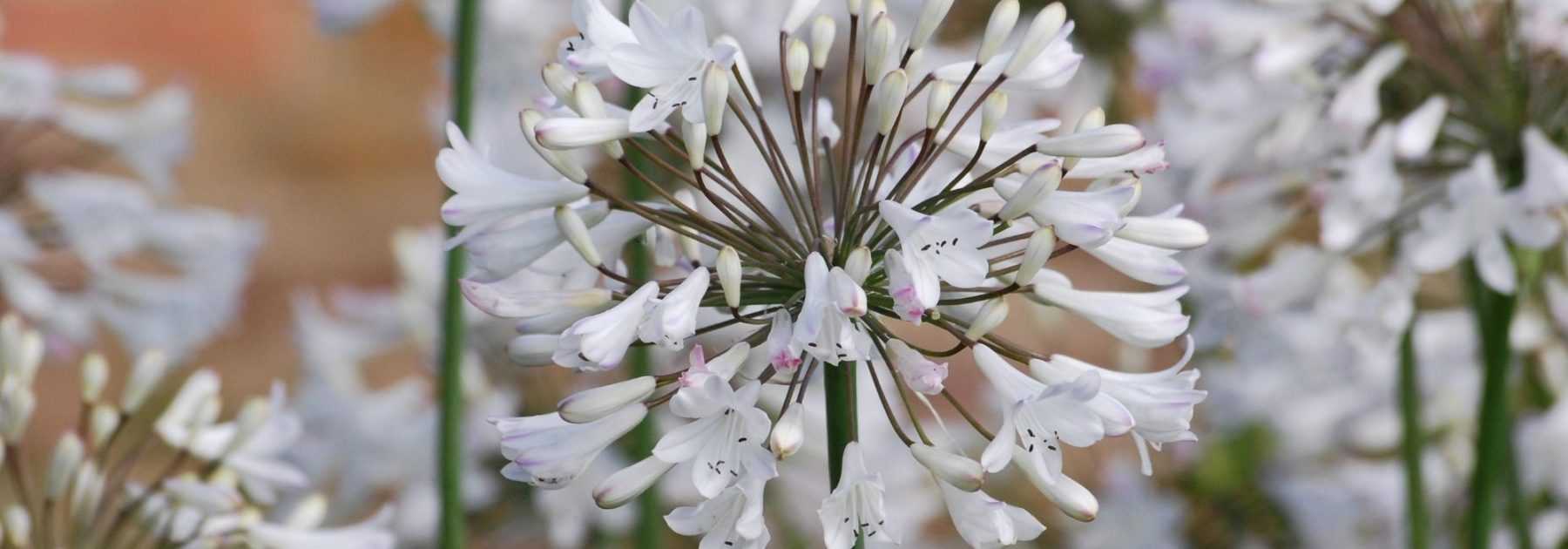 Agapanthes : 6 idées d'associations réussies