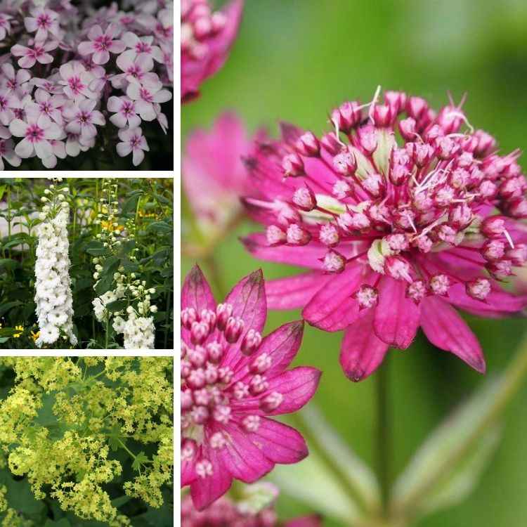 Astrantia Ruby Cloud