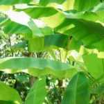 Bananier en pot : plantation et entretien