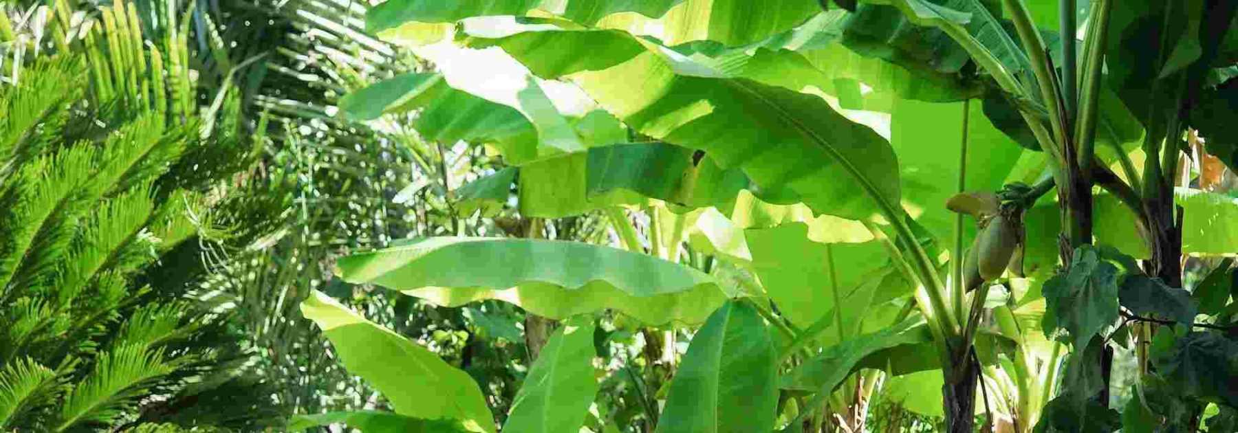 Bananier en pot : plantation et entretien