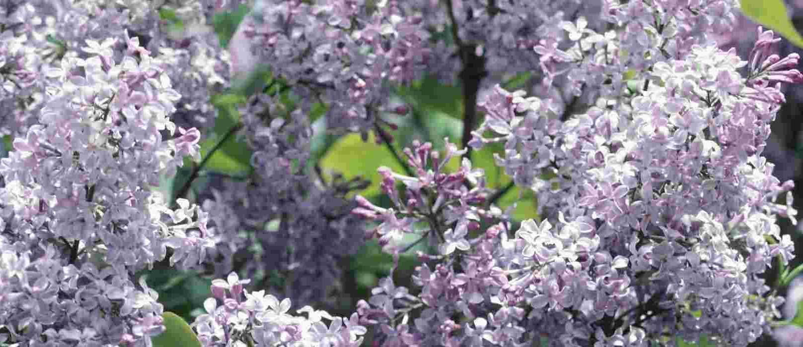 Comment faire une bouture de lilas Les explications — free download