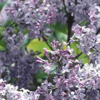 Comment faire une bouture de lilas ?