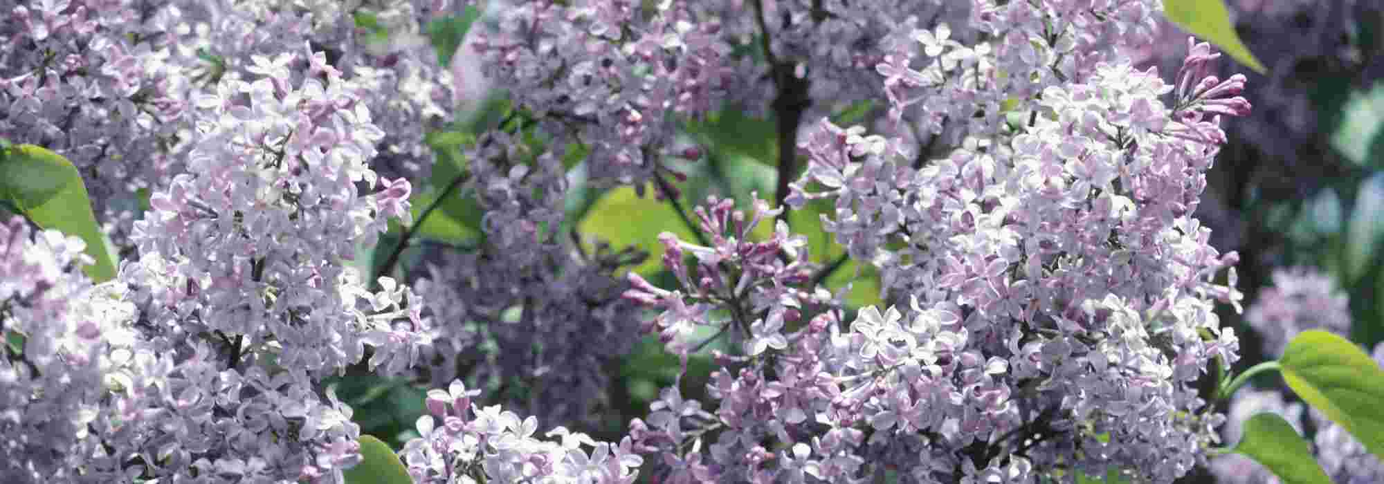 Comment faire une bouture de lilas ?