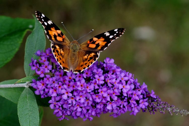 Canne à pousser papillon