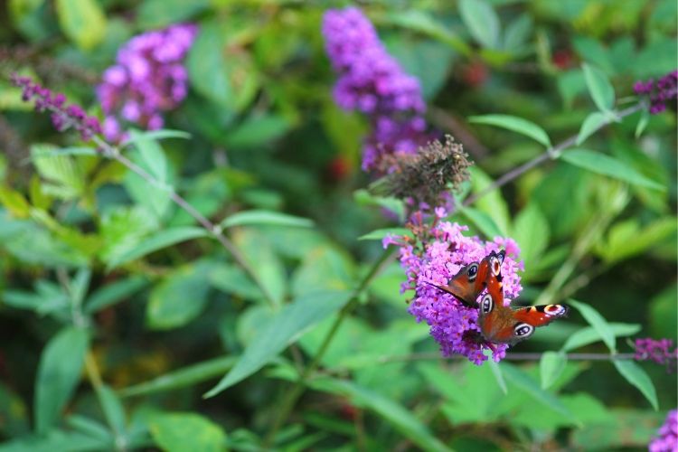 buddleja, arbre à papillon