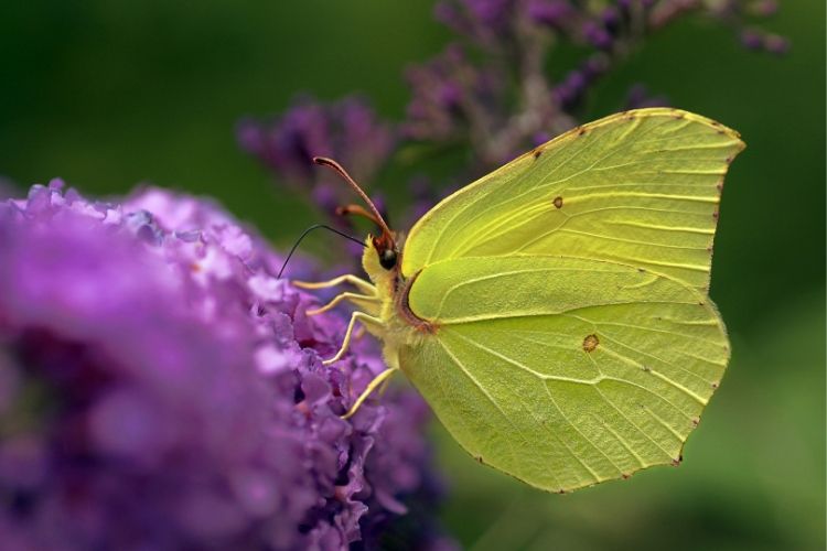 Canne à pousser papillon