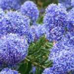 Céanothe : comment bien choisir son lilas de Californie