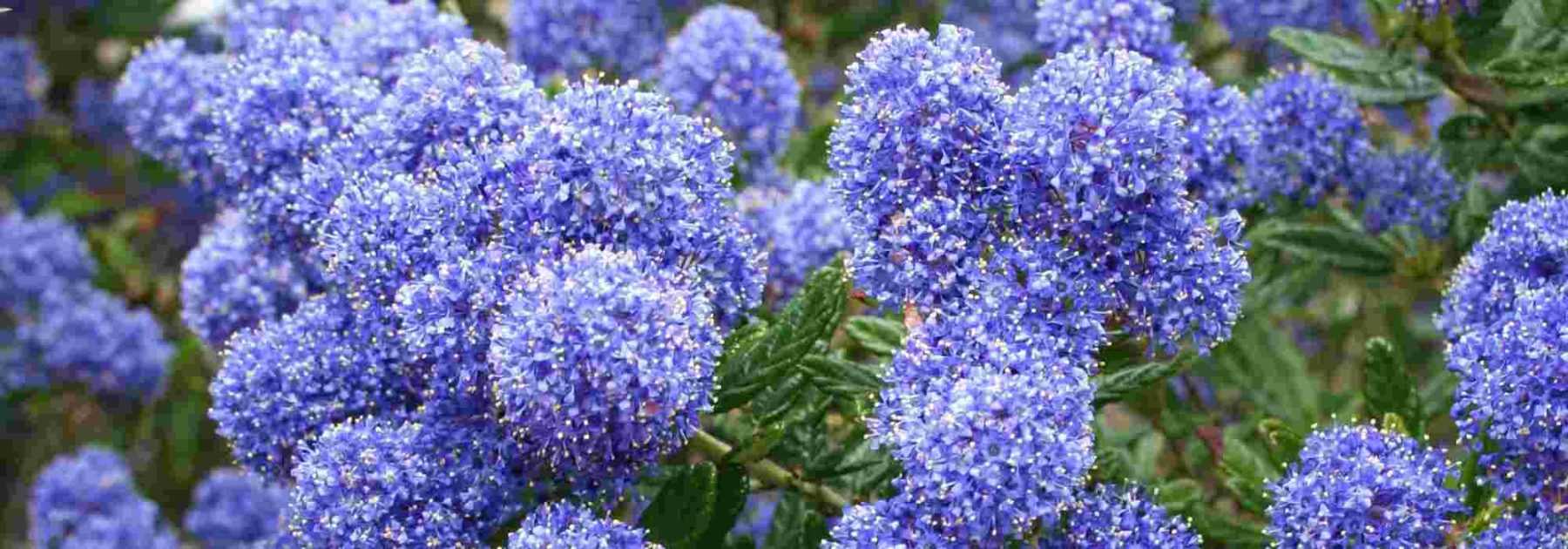 Céanothe : comment bien choisir son lilas de Californie