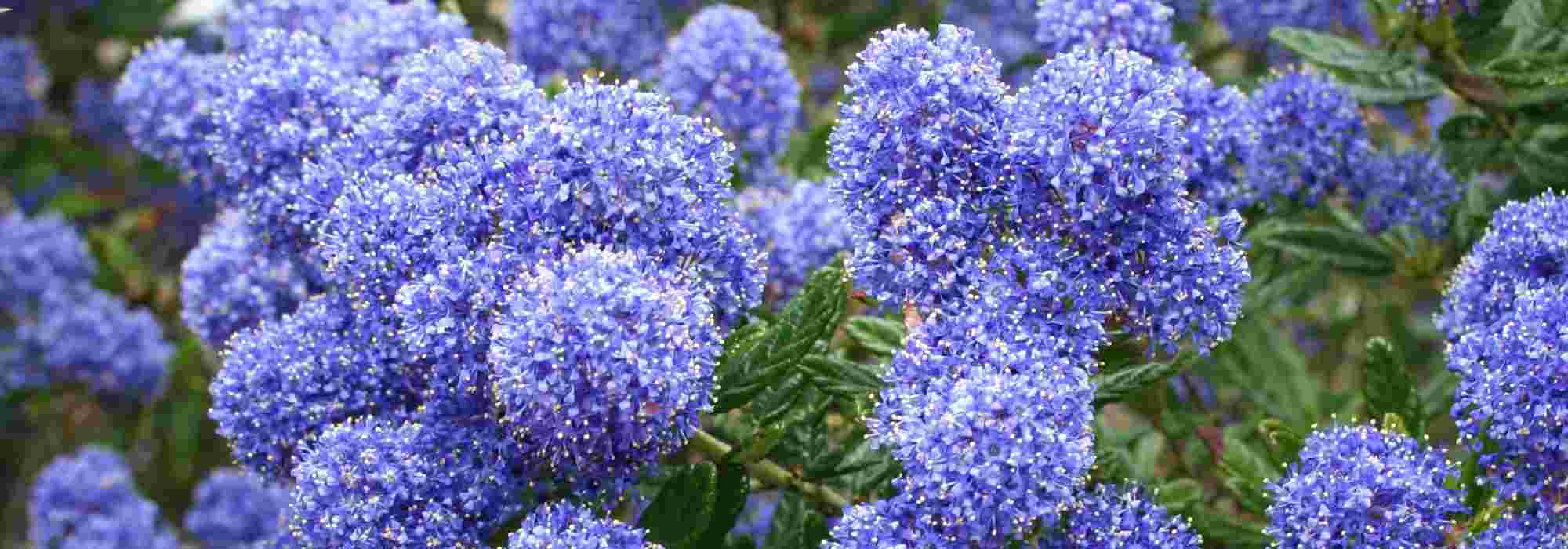 Céanothe : comment bien choisir son lilas de Californie