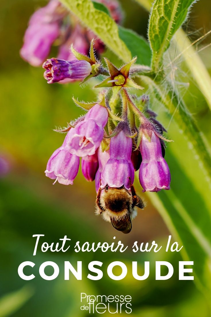 symphytum tout savoir