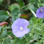 Convolvulus, Liseron de Turquie : semer, planter, entretenir