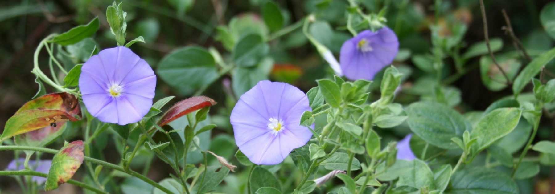 Convolvulus, Liseron de Turquie : semer, planter, entretenir