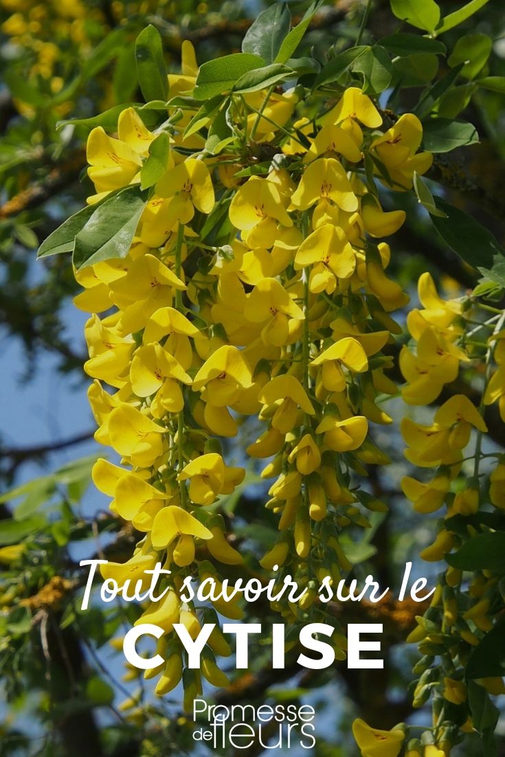 laburnum tout savoir