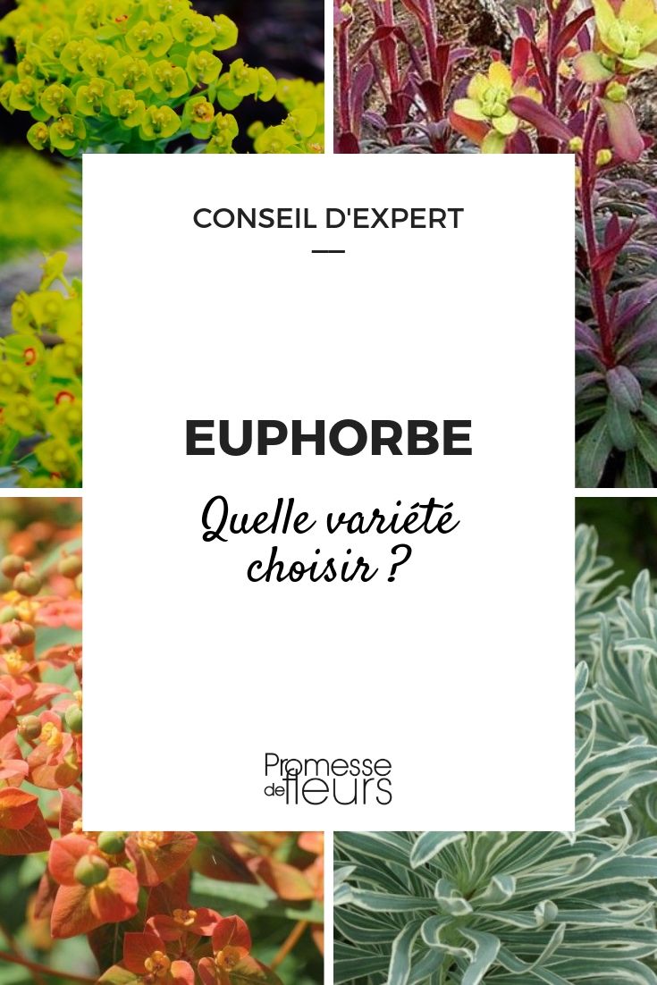 Euphorbe : guide pour choisir la bonne variété