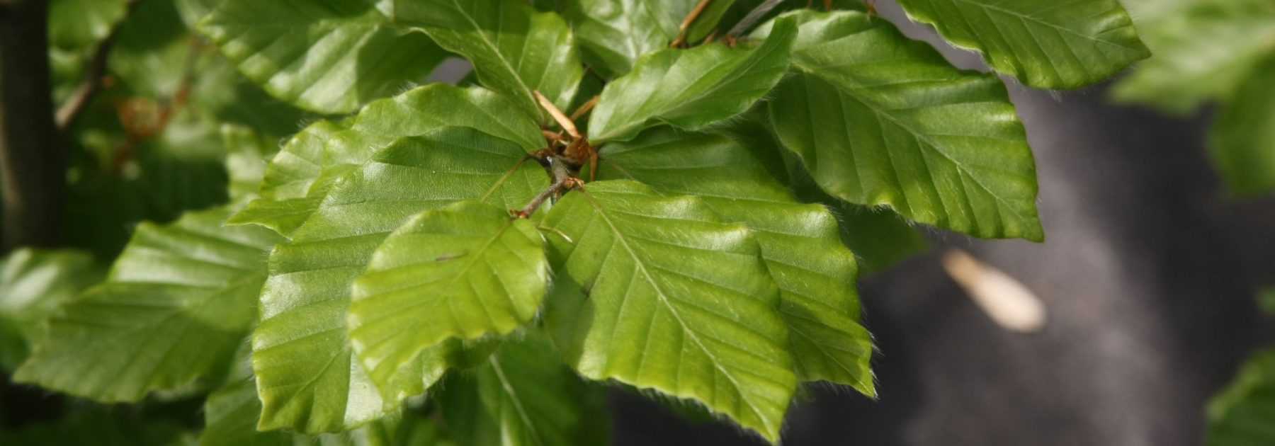 Hêtre, Fagus : planter, tailler et entretenir