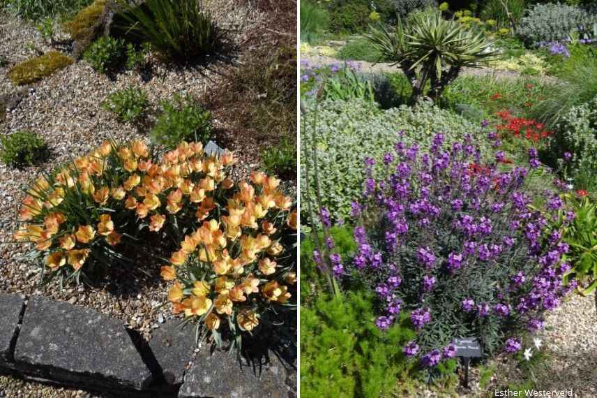 aménager un jardin de gravier ou gravel garden