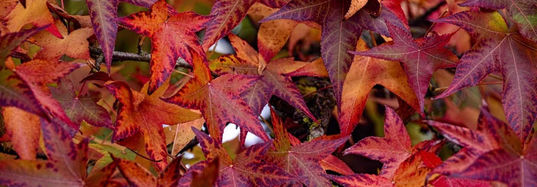 Liquidambar, Copalme d'Amérique : plantation, taille, entretien